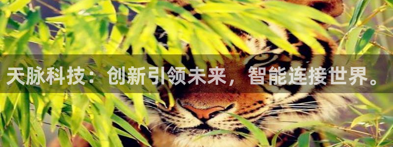天脉科技：创新引领未来，智能连接世界。